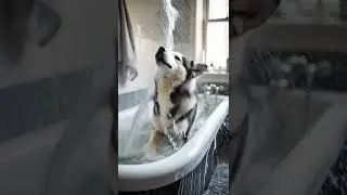Bath Time? More Like Showtime! This Husky is a Star 🐾💦