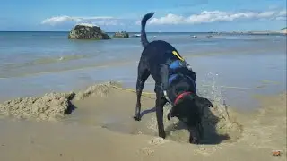 Dog Digging Big Hole Losing Battle With The Ocean, Dogs Playing