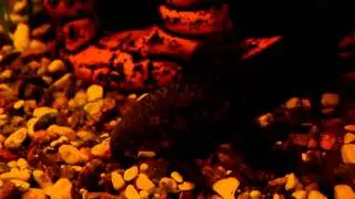 Aquarium. Nikon D3100 kit lens lowlight video.