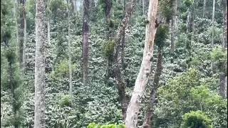 The most beautiful coffee blossom @Coorg, Bangaluru 💚💚💚🥰