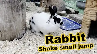 Rabit shake Jump scratch