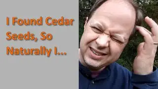 🌲Harvesting Cedar Tree Seeds