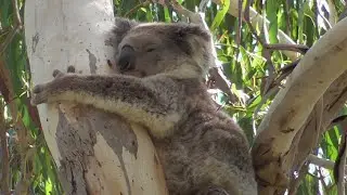 Roadtrip Navide&ntilde;o: D&iacute;a 4 - Tower Hill Wildlife Reserve - Australia