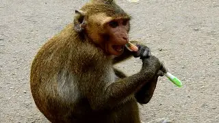 How Cleaver This David Monkey! This Boy Loves His Teeth So Much