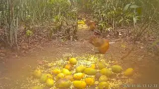 Dasyprocta azarae cutia e leptotila verreauxi juriti pupu na ceva de milho e manga!