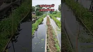 Floating agriculture #floating #agriculture #trending #everyone #vairalshort