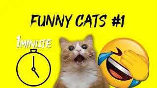 FUNNY CATS #1 🔴 1 MINUTE VIDEO