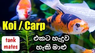 Carp/Koi Tank Mates and Special Facts in Sinhala | කෝයි සහ කාප් එක්ක එකට හදන මාළු