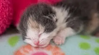 From plastic bag rescue to forever sisters: Kali & Kira's happy adoption story.