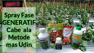 Spray cabe Fase GENERATIF || Metode mas udin