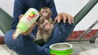 Baby monkey Boyboy drink milk