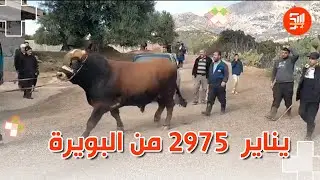 البويرة/ قرية تازمورت بلدية حيزرإنطلاق فعاليات الاحتفال بتظاهرة يناير 2975 بتنظيم تيمشرط (لوزيعة)