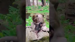 You Won't Believe How Cuteness Baby Monkey Is #shorts #monkey #animals #fypシ゚viral #animals