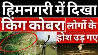 Uttarakhand Munsiyari King Cobra | Himnagari | Uttarakhand Latest News |  Viral Video