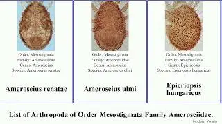 List of Arthropoda of Order Mesostigmata Family Ameroseiidae. ameroseius kleemannia epicriopsis