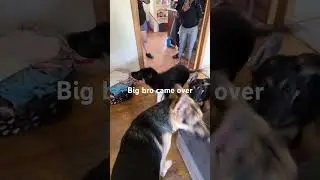 Big dog life #comedy #funny #rapper #dogs #dog #gremanshepherd #k9