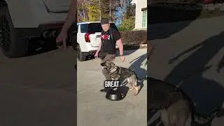Объясняем 3 типа дрессировки собак!