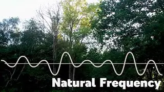 Celtic Music in a Summer Forest | 432Hz Nature Sounds & Birdsong