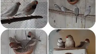 يوميات المحمية 😔ماتن افراخ العش الأخير الحمدلله #طيور_الزينة