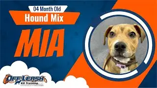 Hound Mix, 4 m/o, Mia | Best Puppy Training | Off Leash K9 Training