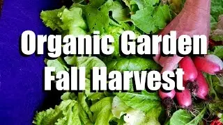 Organic Garden Fall Harvest // Growing Your Fall Garden #10