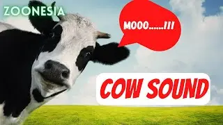 Animal sound synthesis: Camel, Zebra, cat, chicken, duck, monkey, elephant -interesting moments 2022