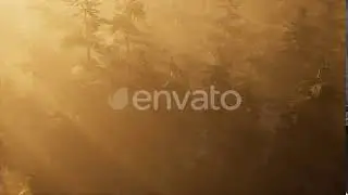 Aerial Sunrays in Forest with Fog | Motion Graphics - Videohive template