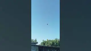 молодой сизий
