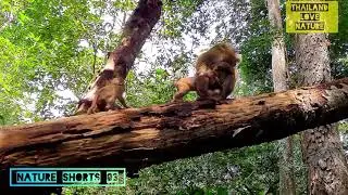 Real in the Wild 03:The Monkey in the Voting Booth: Understanding In-Group Bias ใครอยู่ข้างใคร?