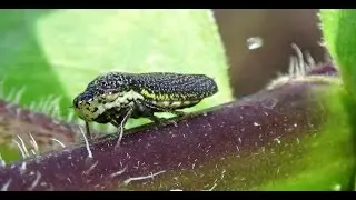 Speckled Sharpshooter Leafhopper 