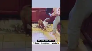 AMERICAN BULLY & PUGGLE  #video #short #puggle  #dogs #cute #shorts #animallover #pets #petstagram