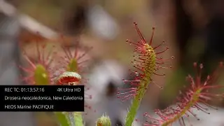 Nepenthes vieillardii & Drosera neocaledonica, New Caledonia
