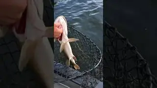 I FELT BAD TRICKING THIS SKINNY FISH #shorts #viral #muskyfishing #fishing #musky #fish #bigfish