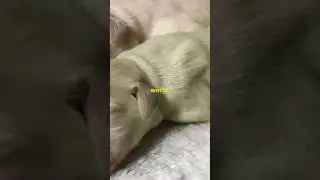 The Green Puppy Surprise: Meet Fiona!