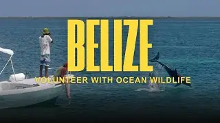 Volunteer in Belize: Manatees, Dolphins & Coral Reefs
