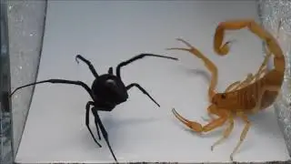 Veuve Noire VS Scorpion : Un combat sans merci.