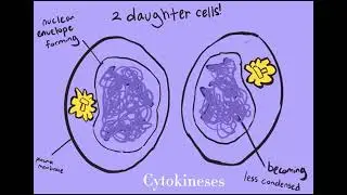 AP Bio Cell Cycle and DNA Animation