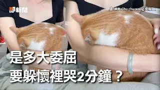 貓女兒埋懷裡大哭2分鐘　奴才傻眼：是有多委屈？｜The cat is being affectionate with GIRL.│寵物│貓咪｜猫｜ねこ│Pet│Cat│Kitten
