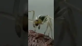 What Happens When a Yellow Sac #spider Bites You? #deadly