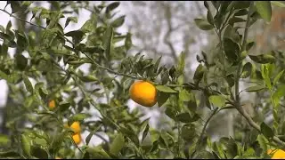 🍊 Growing Georgia&rsquo;s Citrus Future: Innovation, Challenges & Expansion into Juicing! 🌱