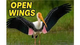 Majestic Painted Stork Spreads Its Wings | Rare Bird Sighting in Wetlands