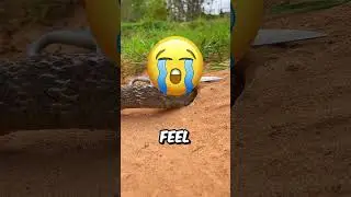 This Snake Trap Is EXTREME🐍😱
