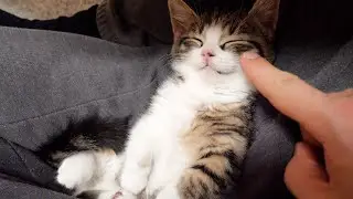 When I play a trick on selfish kitten Coco... lol
