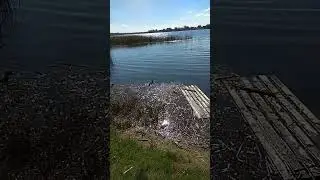 Walk by the lake #shorts #lake #walk #nature #belarus #holylake