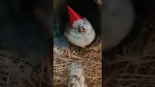 Zebra Finch baby wear Red cap #shorts #comedy #entertainment &hearts;️&hearts;️☺️