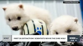 First de-extinction? Scientists revive the dire wolf