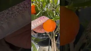Fruit cutting Red Orange 😱 #shots #satisfying #enjoy #fruit #gardener