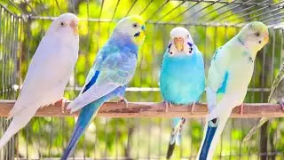 10 Hr Help Quiet Parakeets Sing by Playing This, Cute Budgies Chirping. Reduce Stress of lonely Bird