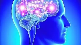 [111] REDES. La fórmula del cerebro. Eduardo Punset