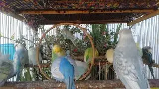 🔸 💙 Quiet Time with Lovely Budgies 💤 #Birds #Peace #Relaxation